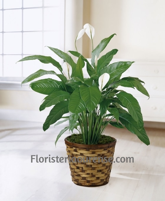 Planta Spathiphyllum