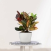 Planta Croton